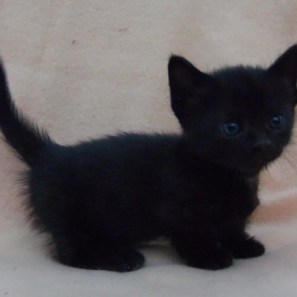 munchkincat25